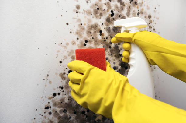 Best Home Mold Removal  in Heritage Hills, NY