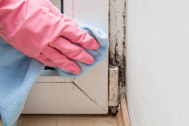 Best Home Mold Removal  in Heritage Hills, NY